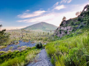 Fioritura delle Ginestre sul Vesuvio